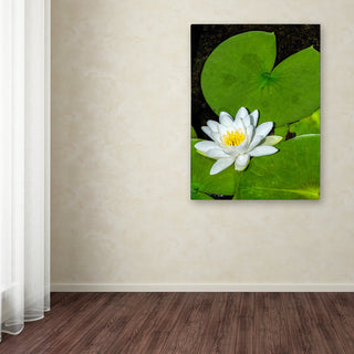 Kurt Shaffer 'White Lotus' Canvas Art, 19"x14"