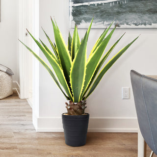 Product shown in a real room environment; entire plant visible.