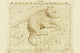 Ursa Major - Canvas Poster 20" x 30"