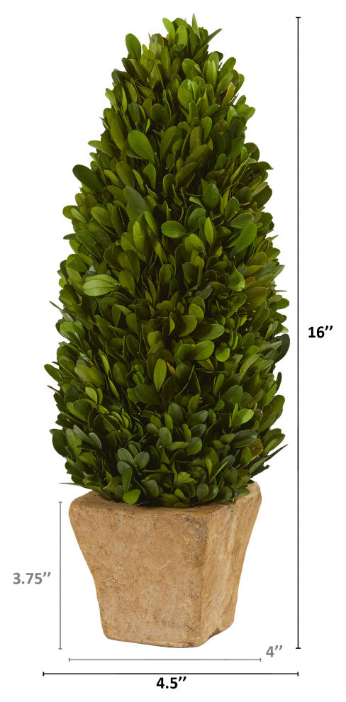 16" Boxwood Cone Preserved Plant, Planter
