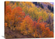 "Aspen Grove, Washington Gulch, Gunnison National Forest, Colorado" Artwork