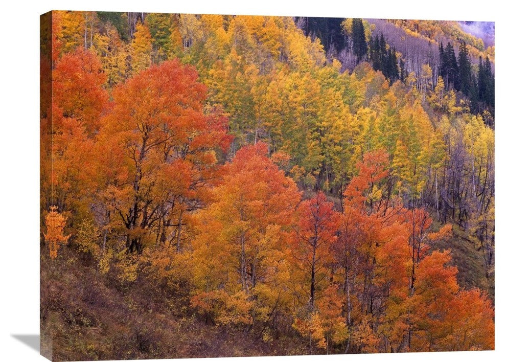 "Aspen Grove, Washington Gulch, Gunnison National Forest, Colorado" Artwork