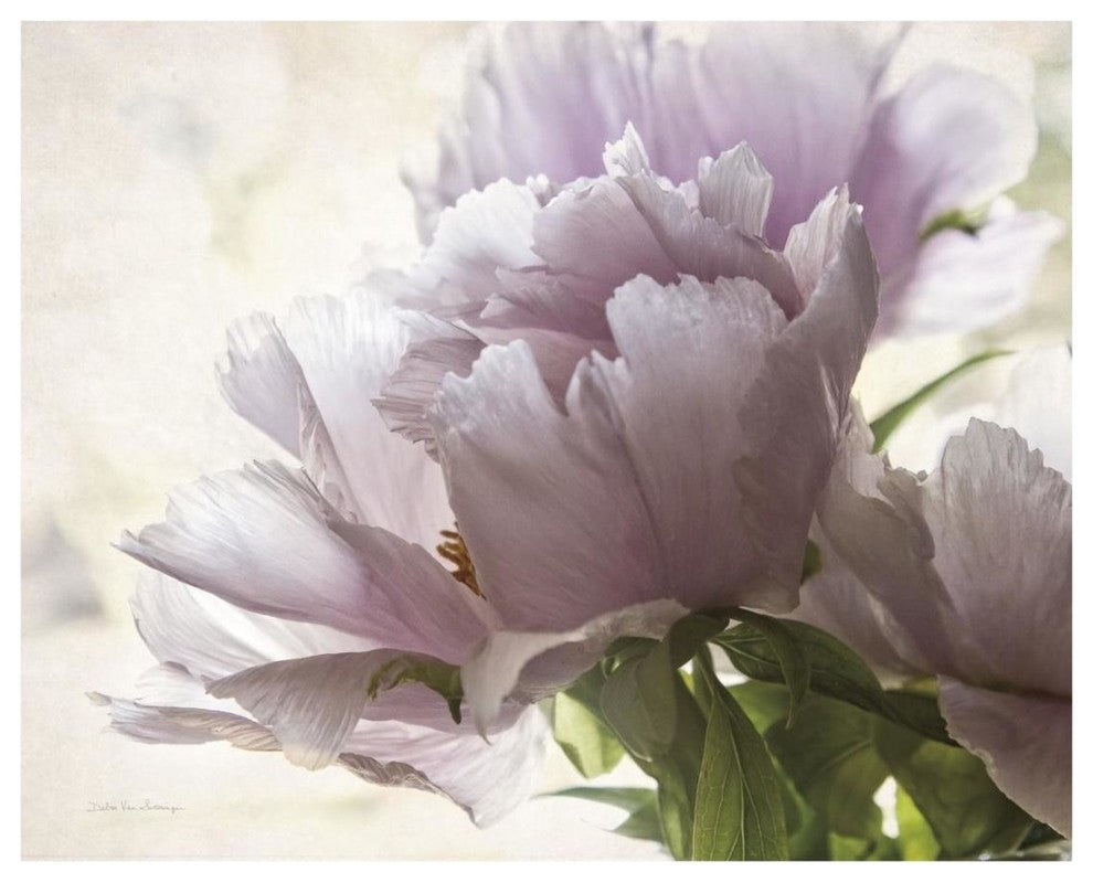 "Translucent Peony I" Digital Paper Print by Debra Van Swearingen, 22"x18"