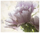 "Translucent Peony I" Digital Paper Print by Debra Van Swearingen, 22"x18"