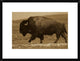 "American Bison male, Durham Ranch, Wyoming - Sepia"  by Pete Oxford, 26x20"