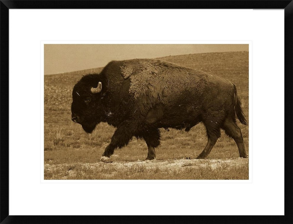 "American Bison male, Durham Ranch, Wyoming - Sepia"  by Pete Oxford, 26x20"