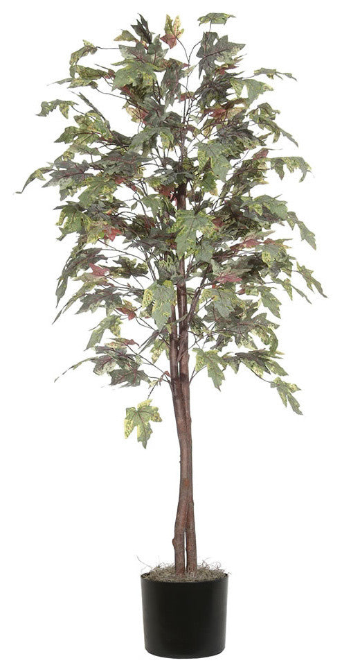 6' Frosted Maple Tree