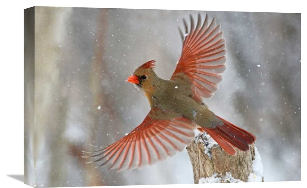 "Snow Storm" Stretched Canvas Giclee by Mircea Costina, 22x15"
