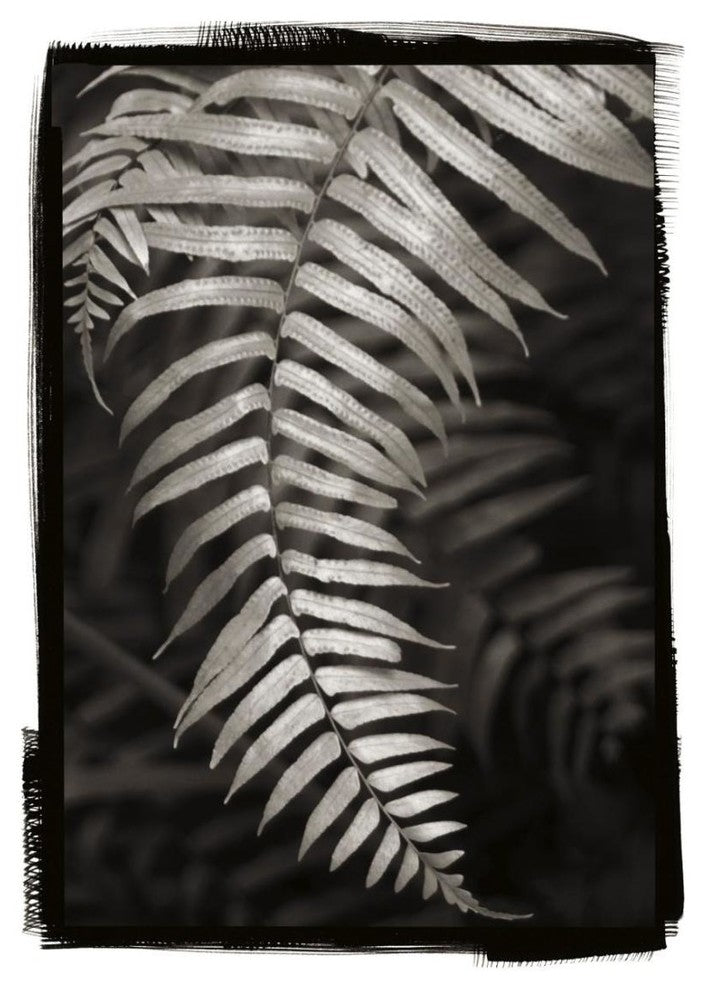 "Fern II" Digital Paper Print by Debra Van Swearingen, 18"x24"