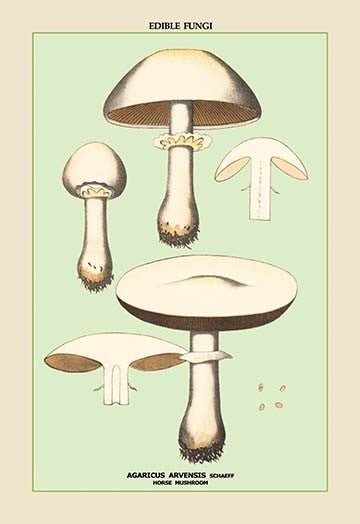 Edible Fungi: Horse Mushroom- Fine Art Giclee Print 24" x 36"