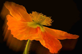 "Dramatic Orange Poppy" Painting Print on Canvas