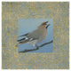 "Cedar Waxwing Border" Digital Paper Print by Kathrine Lovell, 32"x32"