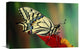 "Oldworld Swallowtail Side View, Europe" Artwork, 18" x 12"