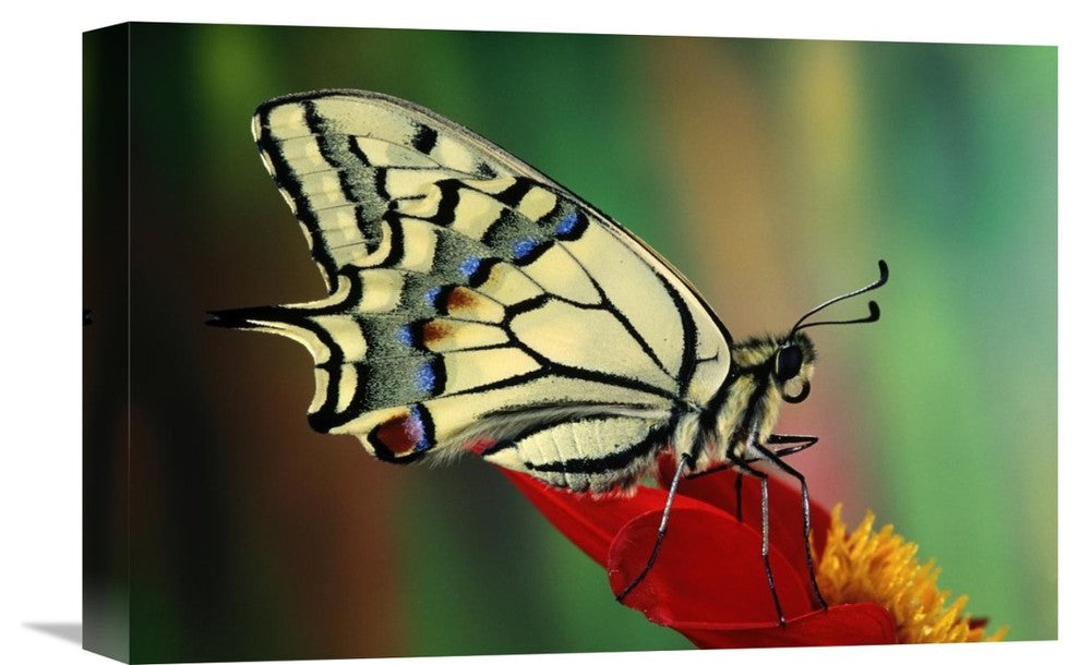"Oldworld Swallowtail Side View, Europe" Artwork, 18" x 12"