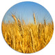 Bright Golden Wheat Field, Landscape Large Disc Metal Wall Art, 11"