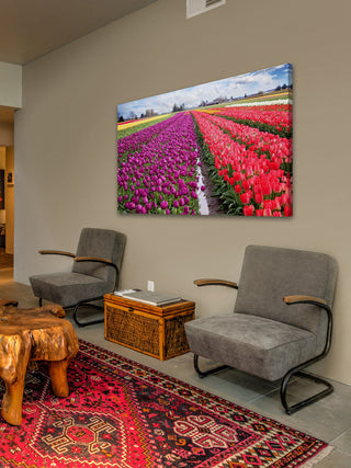 "Skagit Valley Tulips" Print on Canvas by Sylvia Cook