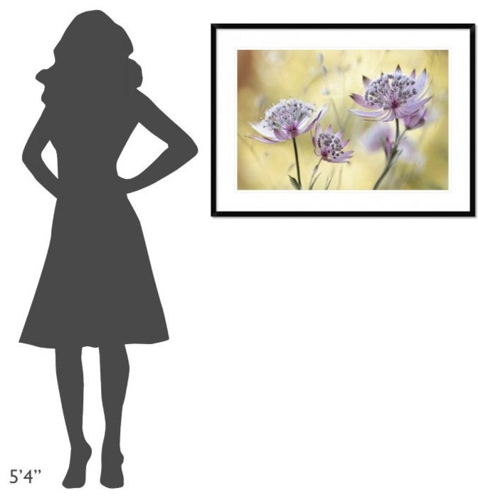 "Astrantia Major" Framed Digital Print by Mandy Disher, 38"x28"