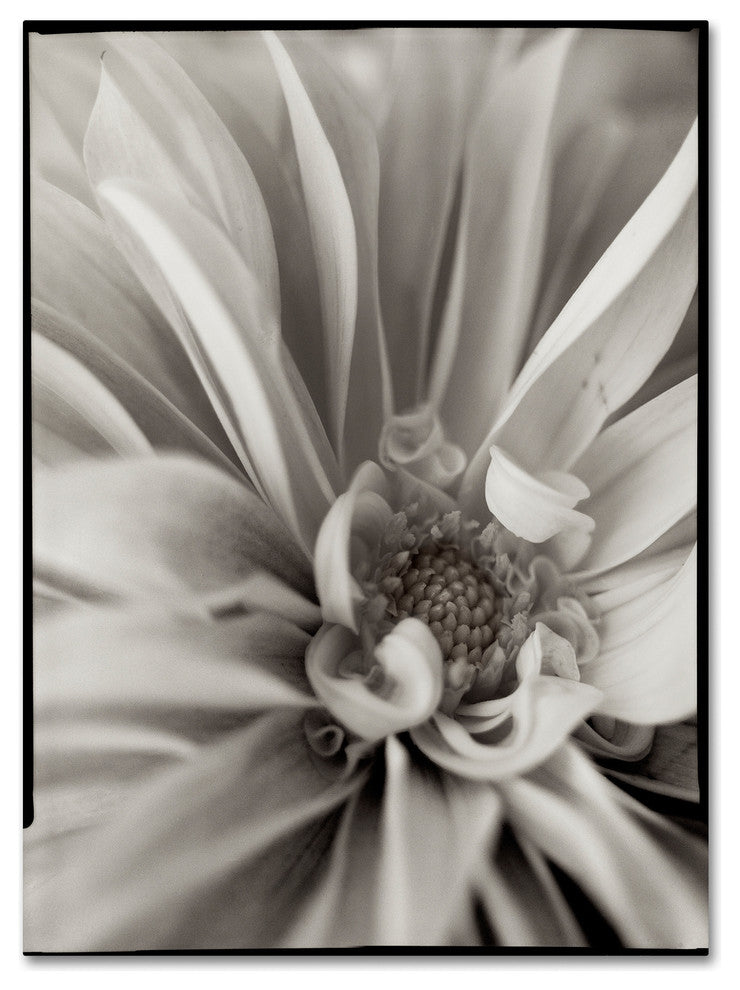 Alan Blaustein ''Florison 21'' Canvas Art, 24x32