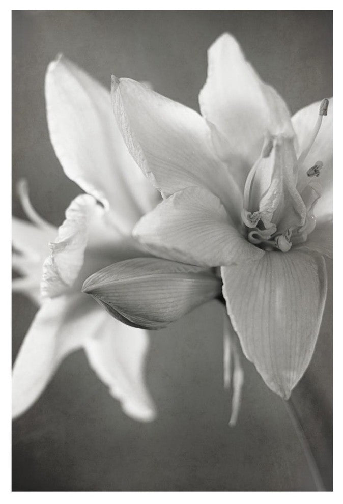 "White Amaryllis II" Digital Paper Print by Laura Marshall, 14"x20"
