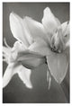 "White Amaryllis II" Digital Paper Print by Laura Marshall, 14"x20"
