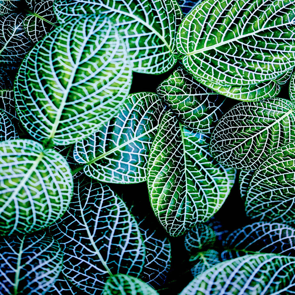 "Leaf Viii" Museum Mounted Canvas Print, 20"x20"