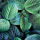 "Leaf Viii" Museum Mounted Canvas Print, 20"x20"