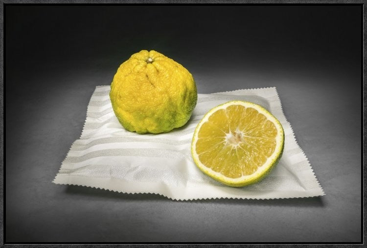 Citrus, 24"x16"