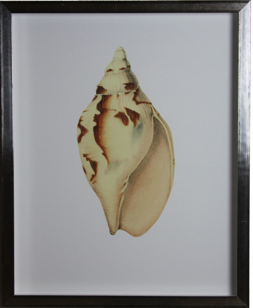 Shell Print, Silver Shadowbox