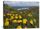 "California Poppy Field, Montano De Oro State Park, California" Artwork