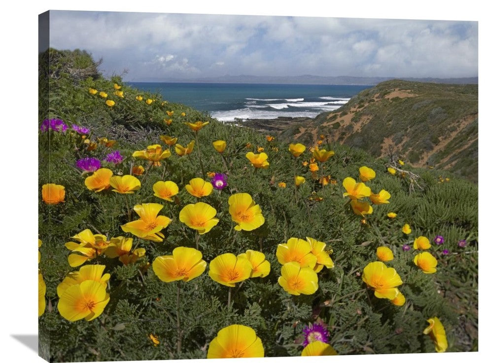 "California Poppy Field, Montano De Oro State Park, California" Artwork
