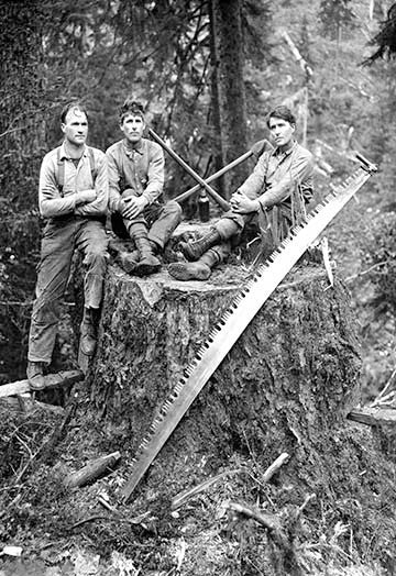 Stump- Framed Paper Poster 20" x 30"