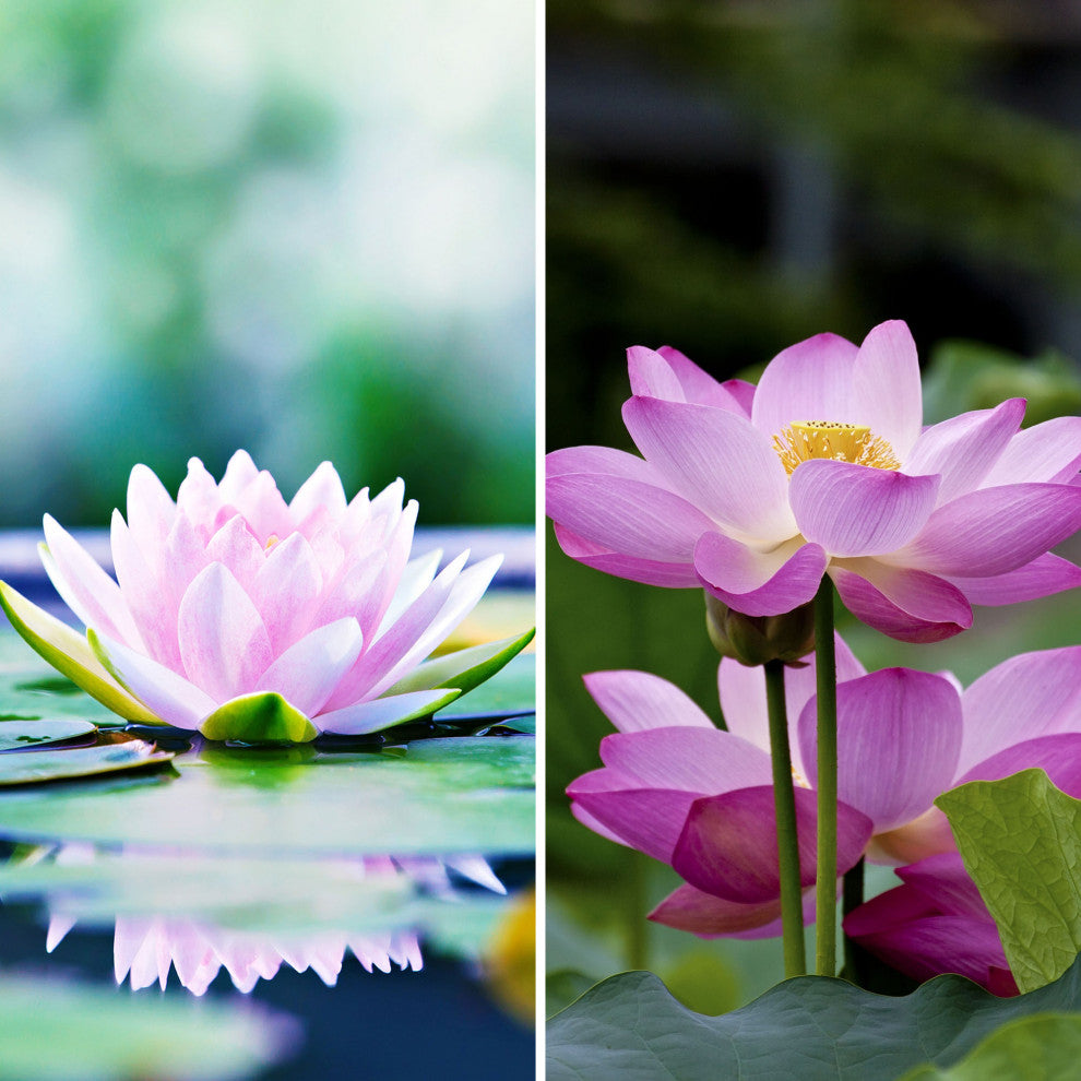 6' Tall Double Sided Lotus Blossom Canvas Room Divider