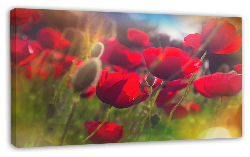 Thick Red Poppy Flowers, Floral Canvas Art Print, 32"x16"