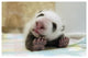 "Giant Panda baby stretching, Wolong Nature Reserve, China" Paper Art, 62"x42"