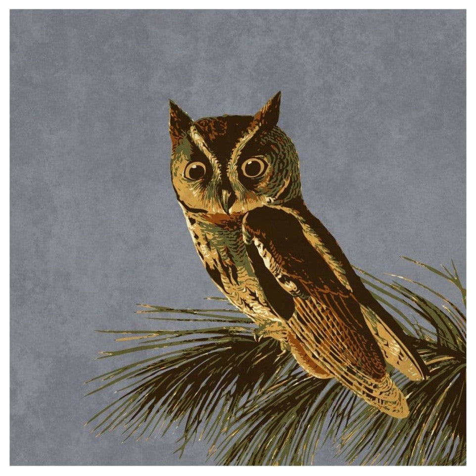 "Audubon Decor - Little Screech Owl Detail" Paper Print by BG.Studio, 26"x26"