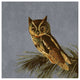 "Audubon Decor - Little Screech Owl Detail" Paper Print by BG.Studio, 26"x26"