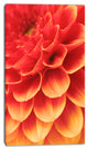 Abstract Orange Flower and Petals, Floral Canvas Art Print, 16"x32"