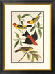 "Louisiana Tanager, Scarlet Tanager"  by John James Audubon, 24x32"