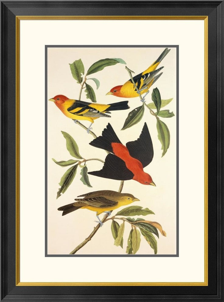 "Louisiana Tanager, Scarlet Tanager"  by John James Audubon, 24x32"