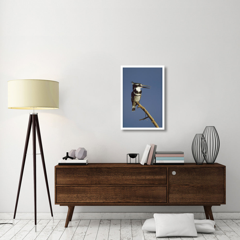 "Pied Kingfisher calling, Kenya" Digital Paper Print by Tim Fitzharris, 22"x32"