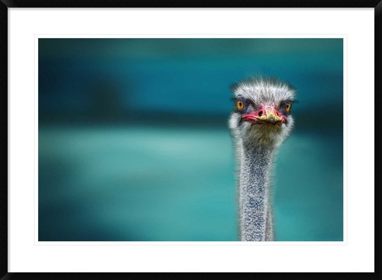 "Ostrich Protecting Two Poor Chicken From The Wind"  by Piet Flour, 38x28"