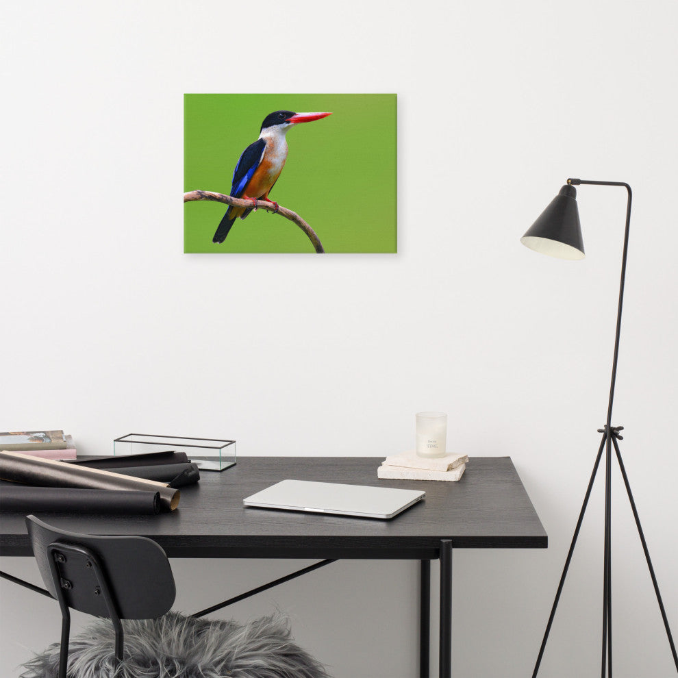 Black Capped Kingfisher Bird on Perch Wildlife Photograph Canvas Wall Art Print, 18" X 24"