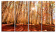 Bright Sun over Thick Fall Forest, Modern Forest Canvas Art, 48"x28", 4 Panels