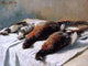 Claude Oscar Monet Pheasants and Plovers, 21"x28" Wall Decal