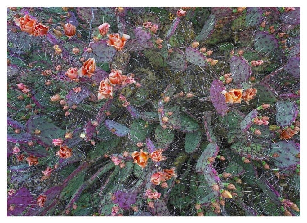 "Opuntia flowering, North America" Paper Print by Tim Fitzharris, 38"x28"