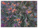 "Opuntia flowering, North America" Paper Print by Tim Fitzharris, 38"x28"