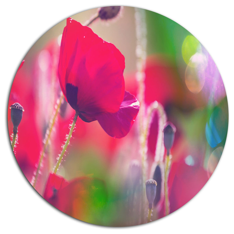 Close-Up View Of Red Poppy Flowers, Modern Flower Round Wall Art, 36"