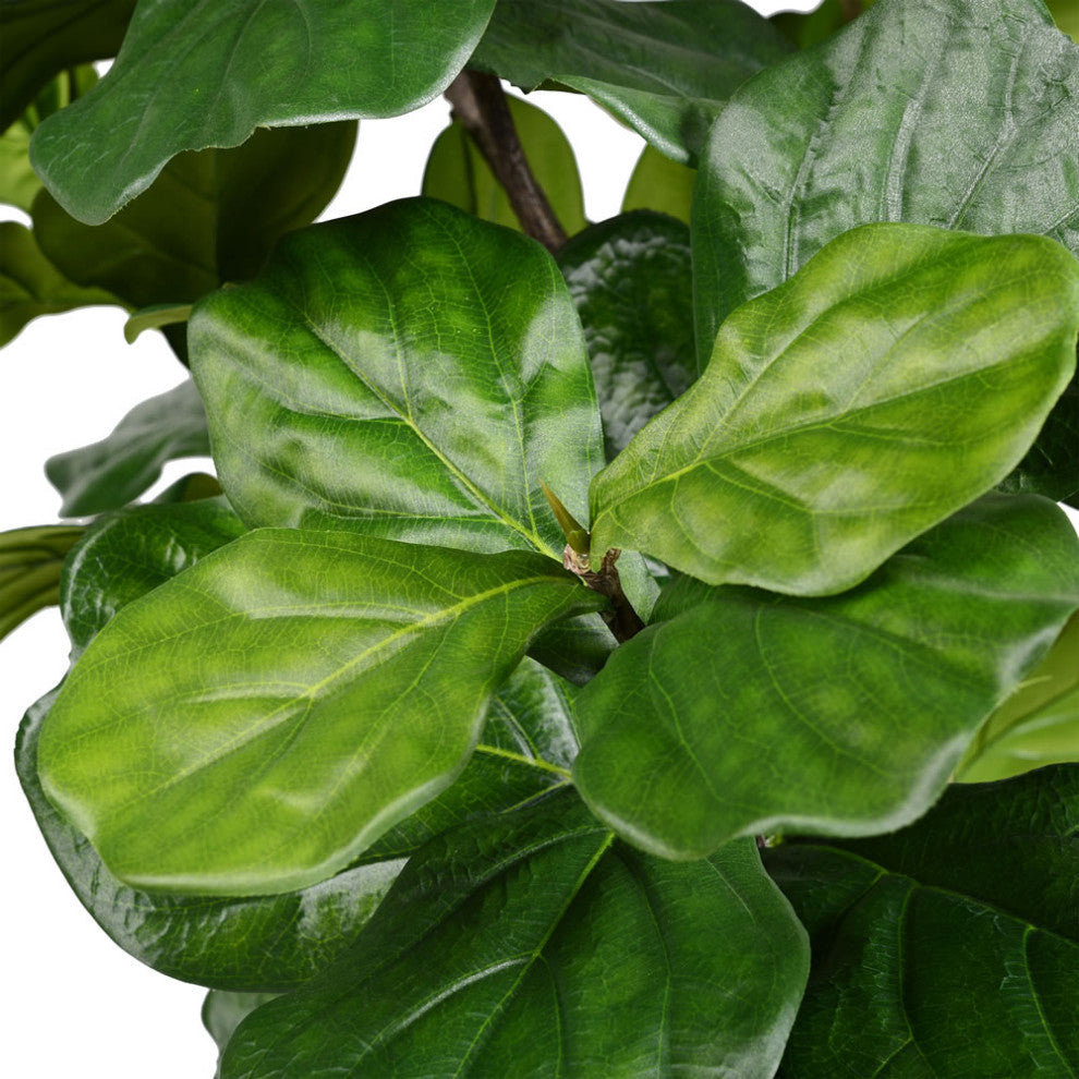 Close-up of leaves/trunk with white background; isolated product.