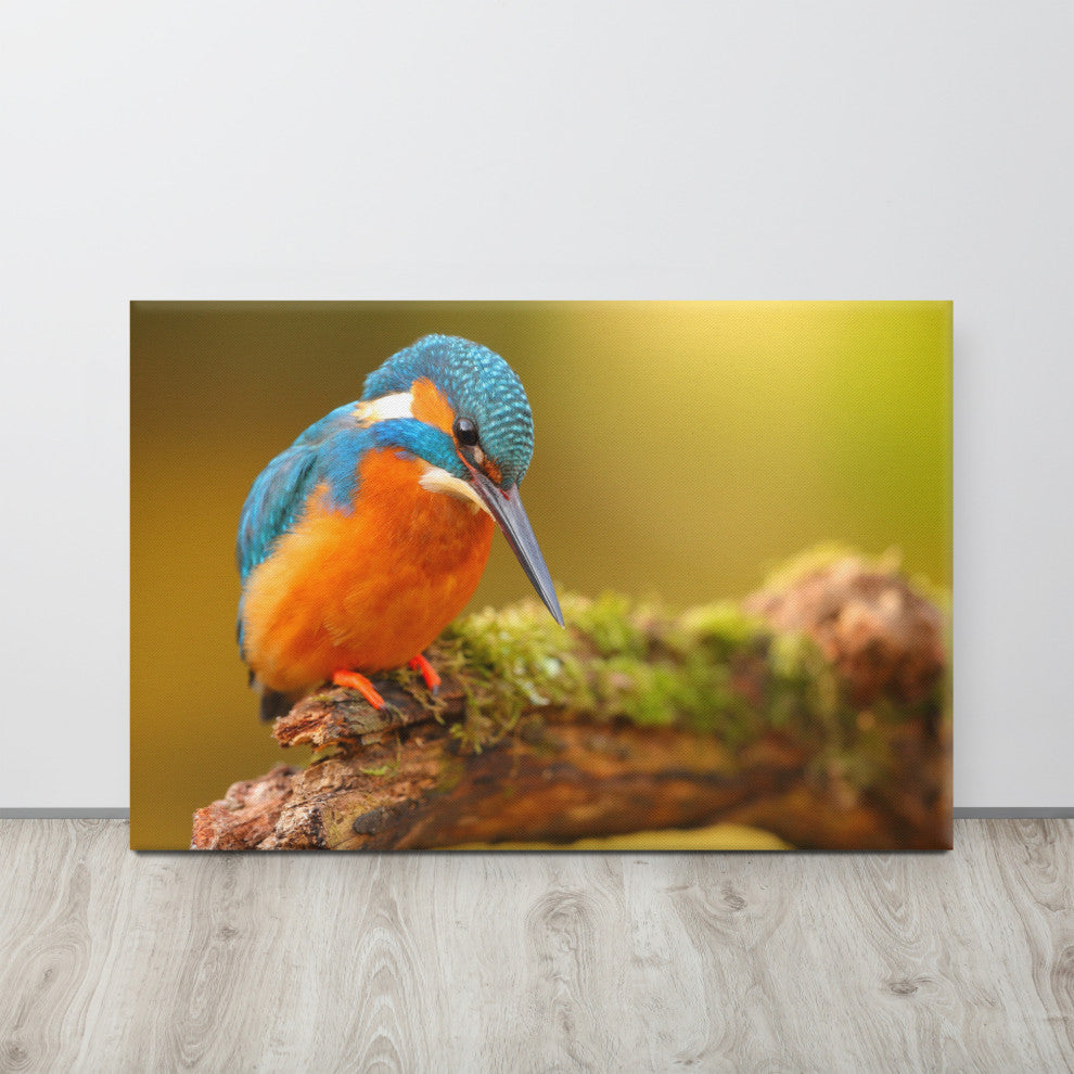 Kingfisher Bird on Perch 2 Animal Wildlife Photo Canvas Wall Art Prints, 24" X 36"