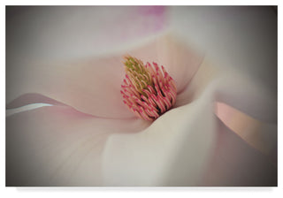 "Heart of Spring" by Christine Sainte-Laudy, Canvas Art